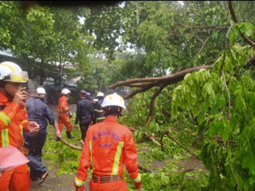 ရန်ကုန်တိုင်းဒေသကြီး၊ အင်းစိန်မြို့နယ်၊ ရွာမအရှေ့ရပ်ကွက်၊ မင်းကြီးလမ်းတွင် သစ်ပင်လဲကျမှု