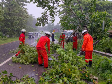 တနင်္သာရီတိုင်းဒေသကြီး၊ မြိတ်မြို့၊ စန္ဒဝတ်ကျေးရွာအုပ်စု၊ ရွှေပေးကျေးရွာအနီး၊ မြိတ်-ကျွဲကူး လမ်းမကြီးပေါ်တွင် သစ်ပင်လဲကျမှု