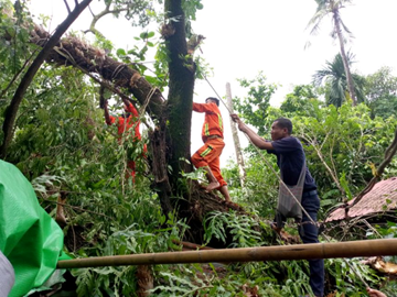 ရန်ကုန်တိုင်းဒေသကြီး၊ မင်္ဂလာတောင်ညွန့်မြို့နယ်၊ ပုသိမ်ညွန့်ရပ်ကွက်၊ ပုသိမ်ညွန့်(၉)လမ်းထိပ်၊ မဟာဝိဇယဘုန်းတော်ကြီးကျောင်းဝင်းတွင် သစ်ပင်လဲကျမှု