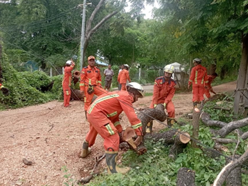 မကွေးတိုင်းဒေသကြီး၊ မင်းဘူးခရိုင်၊ မင်းဘူးမြို့၊ အမှတ်(၁)ရပ်ကွက်၊ အေးစေတီလမ်း၊ သစ်ထုတ်လုပ်ရေးနှင့် ဆည်မြောင်းရုံးအဝင်ပေါက်တွင် သစ်ပင်လဲကျမှု