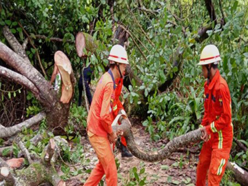 တနင်္သာရီတိုင်းဒေသကြီး၊ မြိတ်ခရိုင်၊ ကျွန်းစုမြို့၊ အမှတ်(၂)ရပ်ကွက်၊ ဘုရင့်နောင်လမ်းတွင် သစ်ပင် လဲကျမှုဖြစ်ပွား