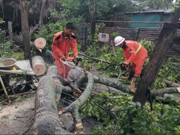 ကချင်ပြည်နယ်၊ မိုးညှင်းခရိုင်၊ မိုးညှင်းမြို့နယ်၊ နန်းမားမြို့၊ ရှမ်းစုရပ်ကွက်တွင် သစ်ပင်လဲကျမှု