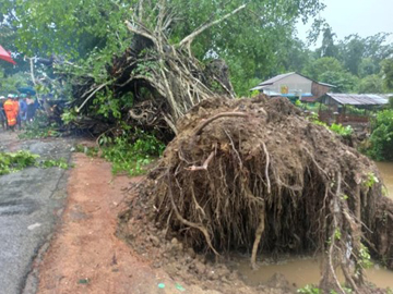 ပဲခူးတိုင်းဒေသကြီး၊ သာယာဝတီခရိုင်၊ သာယာဝတီမြို့နယ်၊ ညောင်နီကုန်းကျေးရွာ အလယ်ကုန်း-ဖိုးခေါင်-စံရွေးလမ်းမပေါ်တွင် သစ်ပင်လဲကျမှု