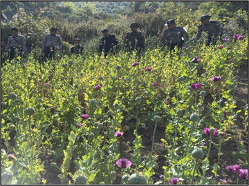 ရှမ်းပြည်နယ်(အရှေ့ပိုင်း)၊ ကျိုင်းတုံမြို့နယ်၌ ဘိန်းခင်းများ ဖျက်ဆီး