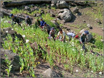 ရှမ်းပြည်နယ်(အရှေ့ပိုင်း)၊ ကျိုင်းတုံမြို့နယ်၌ ဘိန်းခင်းများ ဖျက်ဆီး