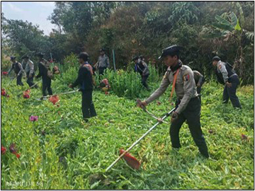 ရှမ်းပြည်နယ်(တောင်ပိုင်း)၊ လွိုင်လင်မြို့နယ်၌ ဘိန်းခင်းများ ဖျက်ဆီး