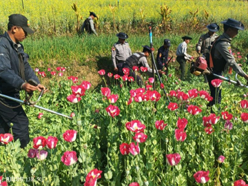 ရှမ်းပြည်နယ်၊ လွိုင်လင်မြို့နယ်၊ မိုင်းပျဉ်းမြို့နယ်နှင့် မိုင်းဖြတ်မြို့နယ်တို့၌ ဘိန်းခင်းများ ဖျက်ဆီး
