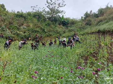 ရှမ်းပြည်နယ်၊ လွိုင်လင်မြို့နယ်နှင့် မိုင်းဖြတ်မြို့နယ်တို့၌ ဘိန်းခင်းများ ဖျက်ဆီး