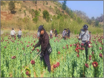 ရှမ်းပြည်နယ်(တောင်ပိုင်း)၊ ဟိုပုံးမြို့နယ်၌ ဘိန်းခင်းများဖျက်ဆီး