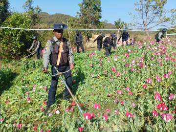 ရှမ်းပြည်နယ်(တောင်ပိုင်း)၊ လွိုင်လင်၊ ပင်လောင်းနှင့် ဆီဆိုင်မြို့နယ်တို့၌ ဘိန်းခင်းများ ဖျက်ဆီး