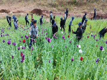ရှမ်းပြည်နယ်(တောင်ပိုင်း)၊ ပင်လောင်းမြို့နယ်နှင့် ဟိုပုံးမြို့နယ်တို့၌ ဘိန်းစိုက်ခင်းများ ဖျက်ဆီး
