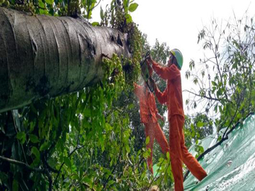 ရန်ကုန်တိုင်းဒေသကြီး၊ မင်္ဂလာတောင်ညွန့်မြို့နယ်၊ တောင်ညွန့်မီးရထားရပ်ကွက်၊ ၁၀၃ လမ်း၊ နယ်မြေ ၁၁ ၌ သစ်ပင်လဲကျသဖြင့် ရှင်းလင်းရေးလုပ်ငန်းများ ဆောင်ရွက်မှု